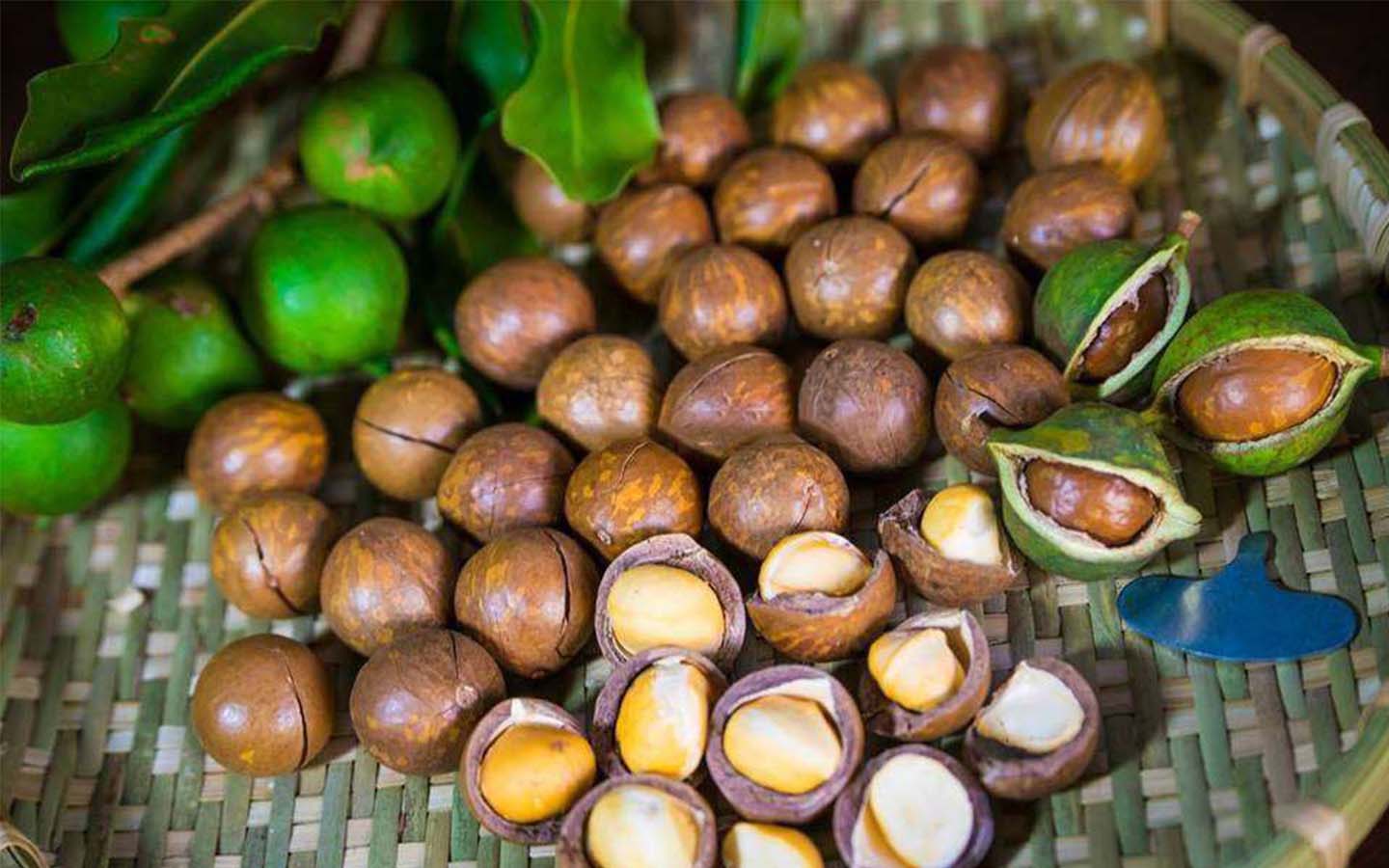 hạt macca tươi