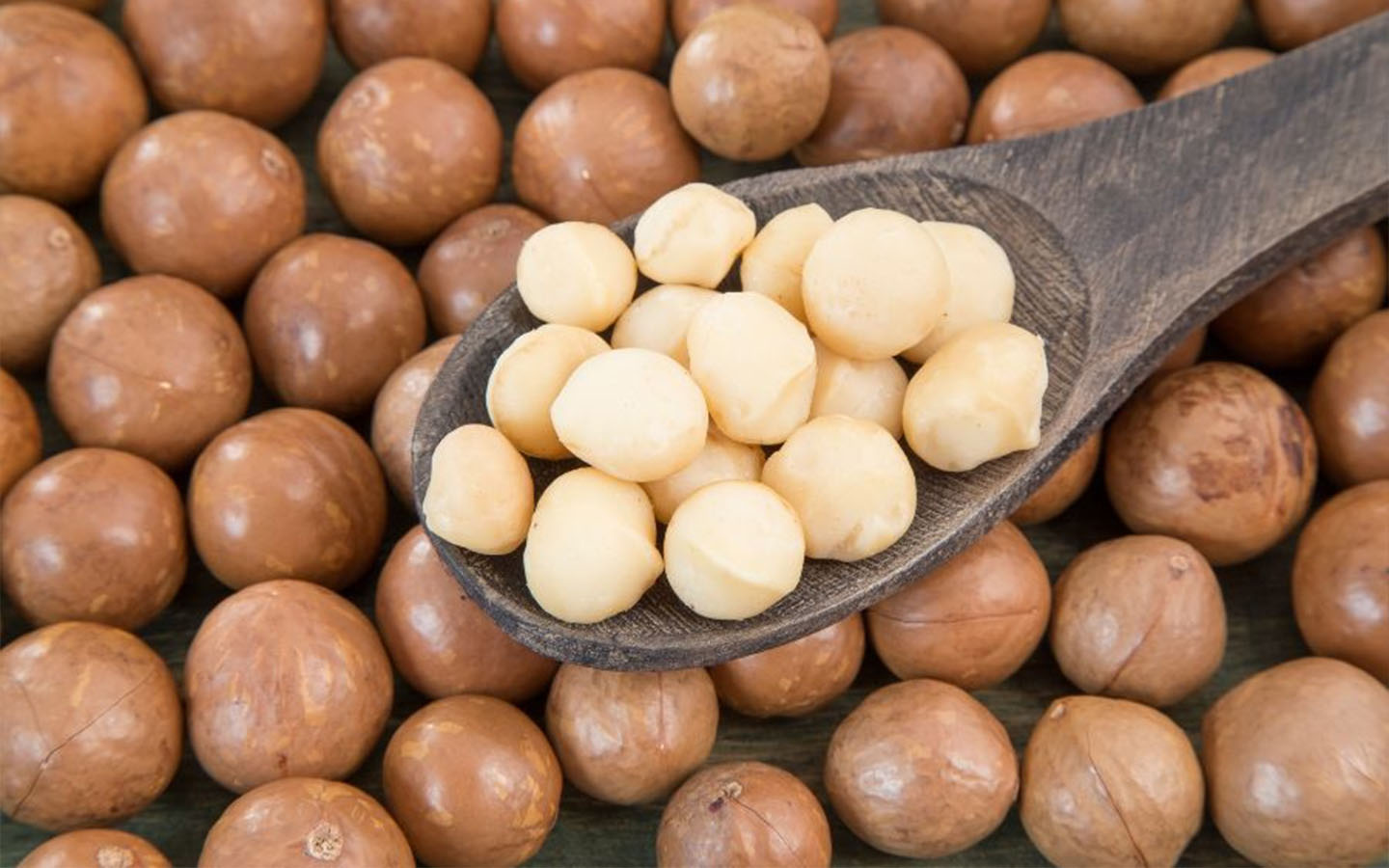 Macca Đắk Lắk Giá Sỉ