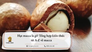 hạt macca là gì