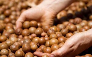 hạt macca nhập khẩu