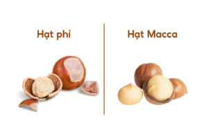 hạt phỉ và hạt macca