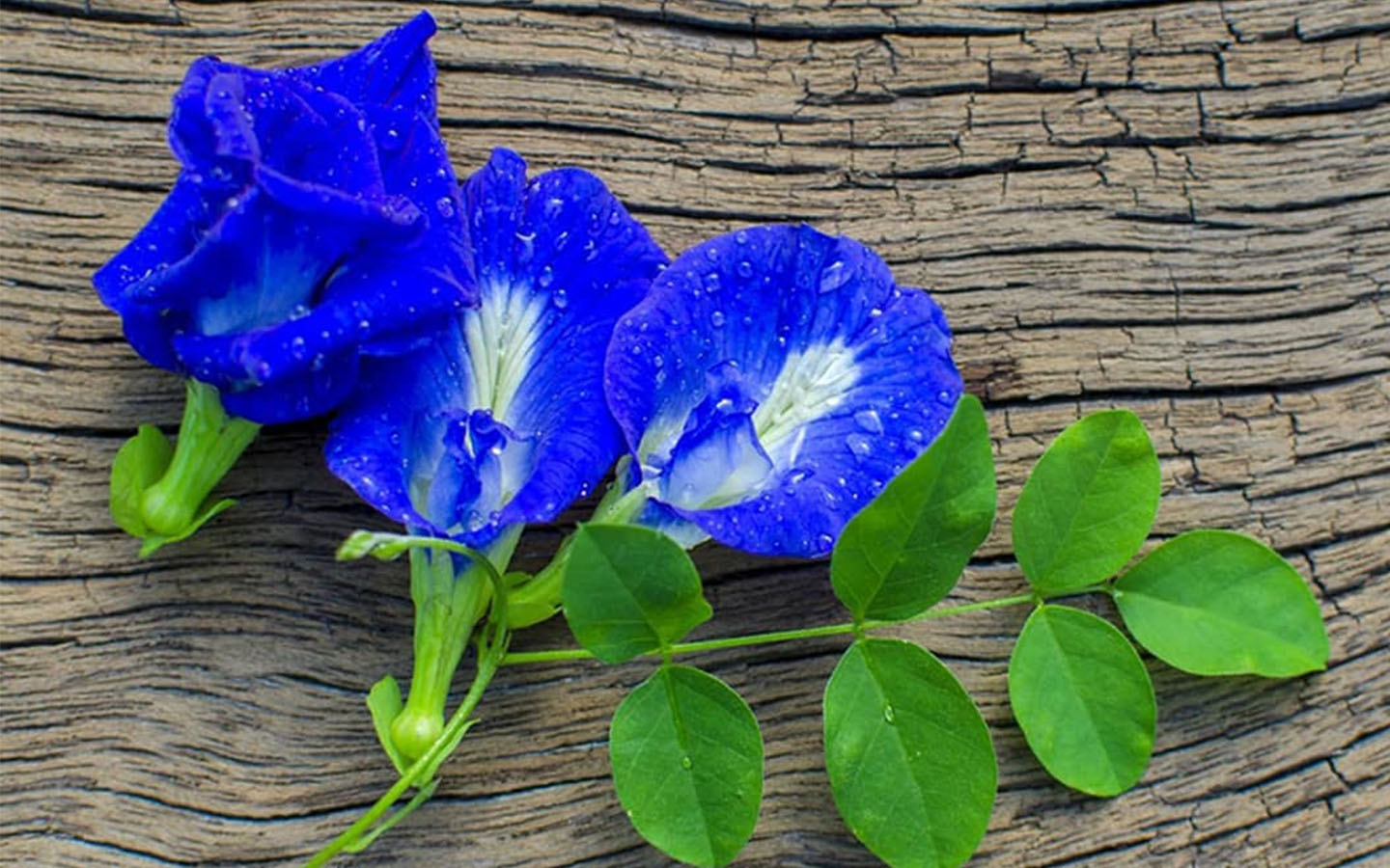 hướng dẫn cách làm sữa hạt điều hoa đậu biếc