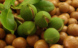 giá hạt macca tươi