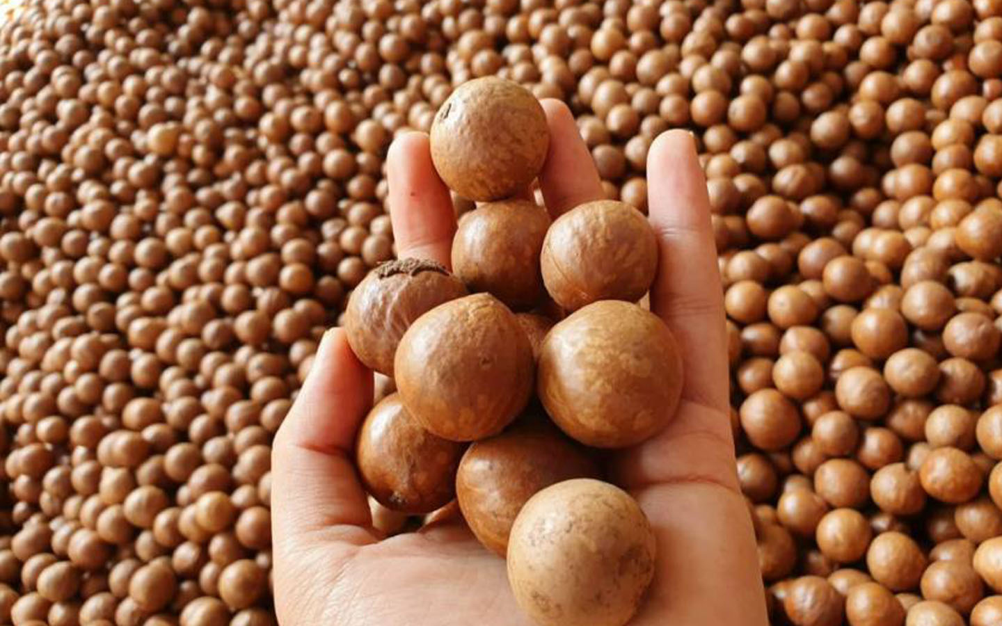 hạt macca bị hôi dầu