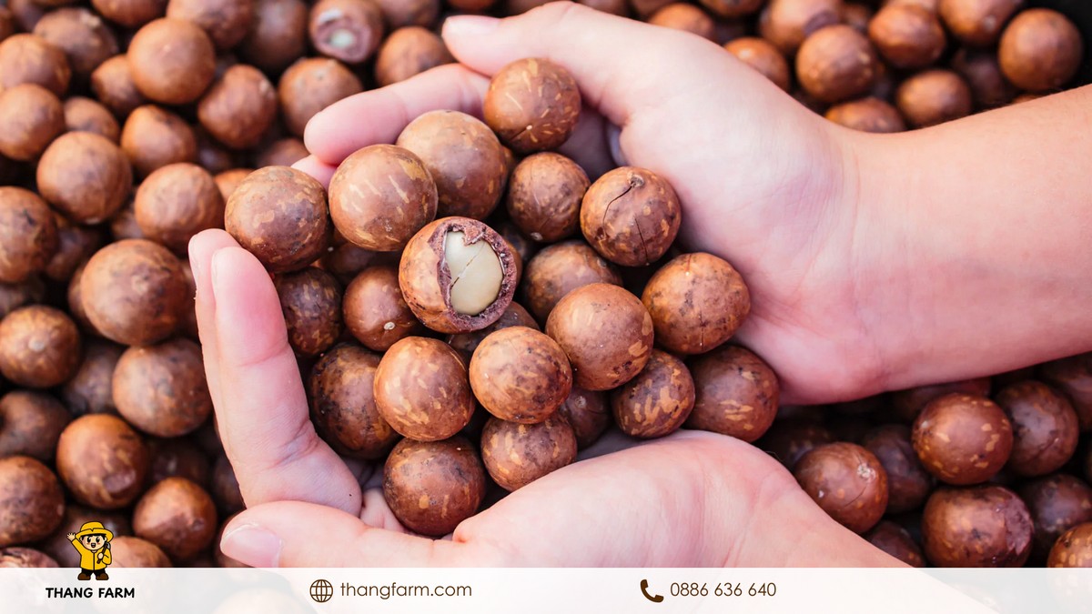 mua sỉ hạt macca