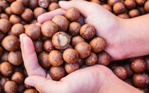 hạt macca lâm đồng