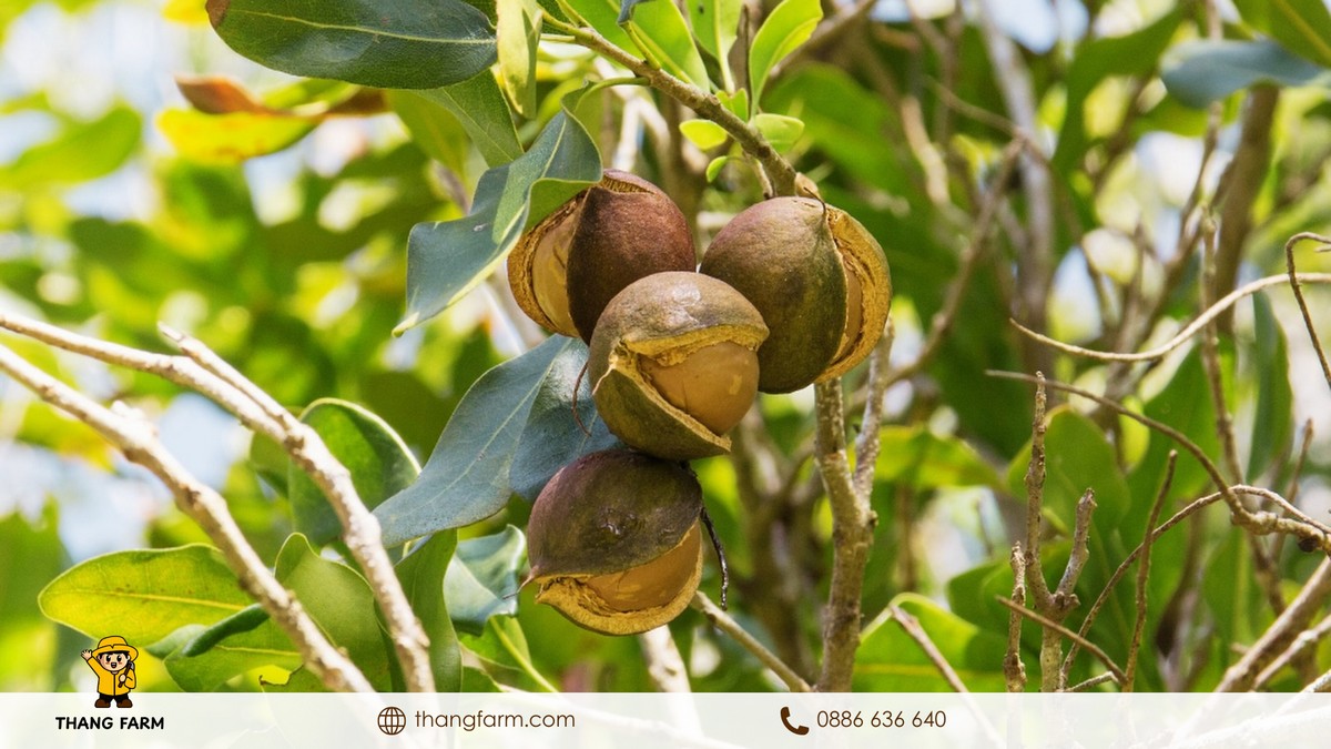 hạt macca giá sỉ