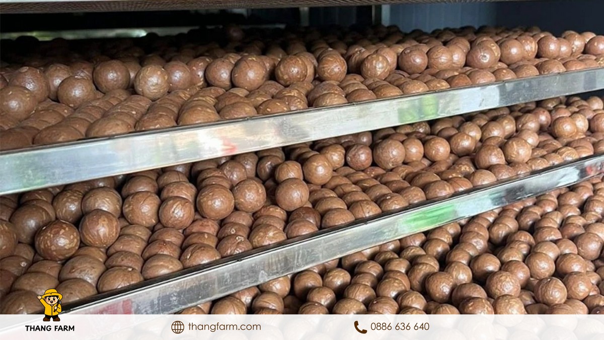 bán sỉ hạt macca